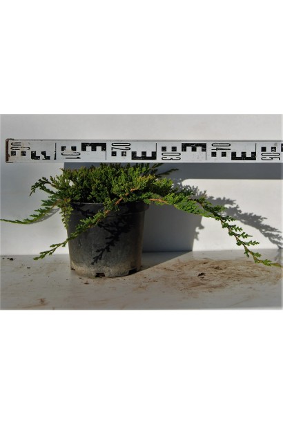 Juniperus horizontalis Prince of Wales